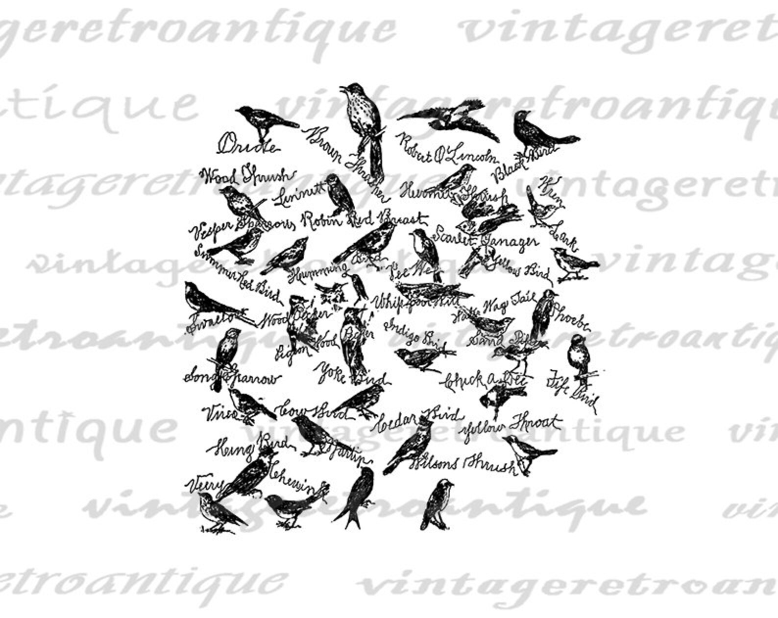 Songbirds Printable Graphic Digital Song Bird Names Birds Etsy