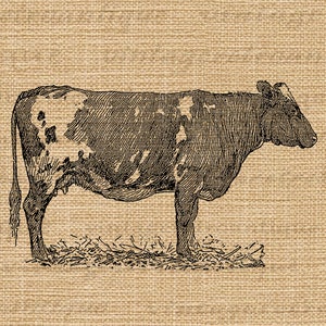 Printable Image Antique Cow Graphic Farm Animal Illustration Download ...