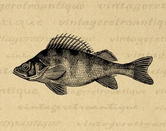 Printable Perch Fish Graphic Digital Download Fish Illustration Image Vintage Clip Art for Transfers Making Prints etc 300dpi No.2723