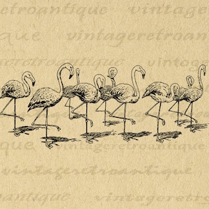 Puede incluir: Un dibujo en blanco y negro de una bandada de flamencos de pie en fila. Los flamencos están todos mirando en la misma dirección y tienen el cuello curvado en forma de S.