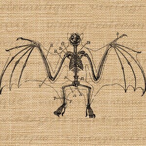 Puede incluir: Una ilustraci&oacute;n anat&oacute;mica vintage de un esqueleto de murci&eacute;lago con huesos etiquetados. El murci&eacute;lago se representa con las alas extendidas, mostrando la intrincada estructura de sus huesos. La ilustraci&oacute;n es en blanco y negro y tiene un fondo texturizado.