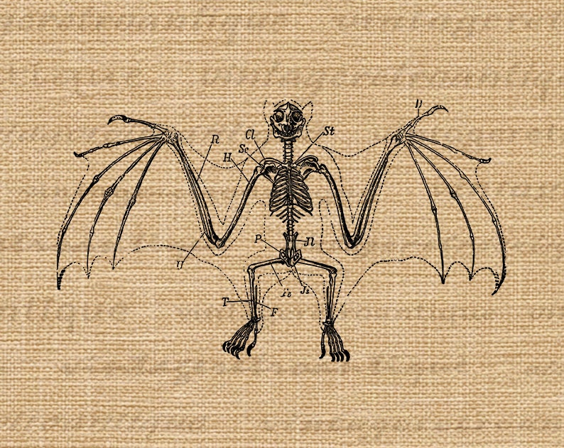 Puede incluir: Una ilustraci&oacute;n anat&oacute;mica vintage de un esqueleto de murci&eacute;lago con huesos etiquetados. El murci&eacute;lago se representa con las alas extendidas, mostrando la intrincada estructura de sus huesos. La ilustraci&oacute;n es en blanco y negro y tiene un fondo texturizado.