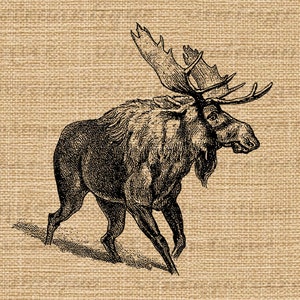 Digital Printable Moose Illustration Download Moose Graphic Animal ...