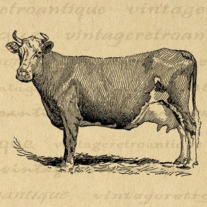 Antique Cow Digital Graphic Image Printable Farm Animal Cow Illustration Illustrated Vintage Clip Art for Transfers etc 300dpi No.3164