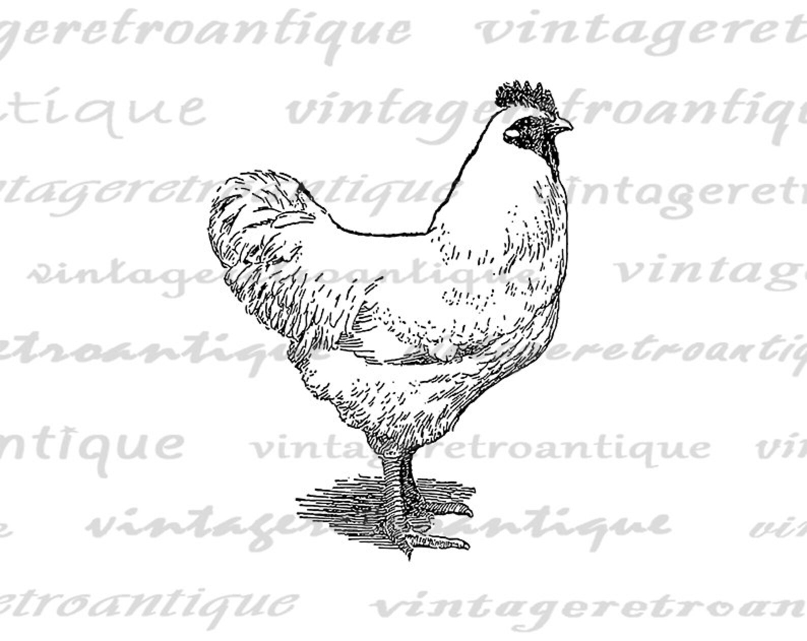 Printable Chicken Digital Image Download Illustration Graphic | Etsy