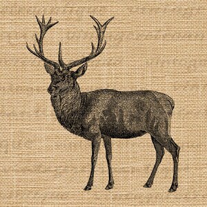 Printable Digital Red Deer Graphic Download Deer Illustration Image ...