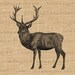 Printable Digital Red Deer Graphic Download Deer Illustration Image ...