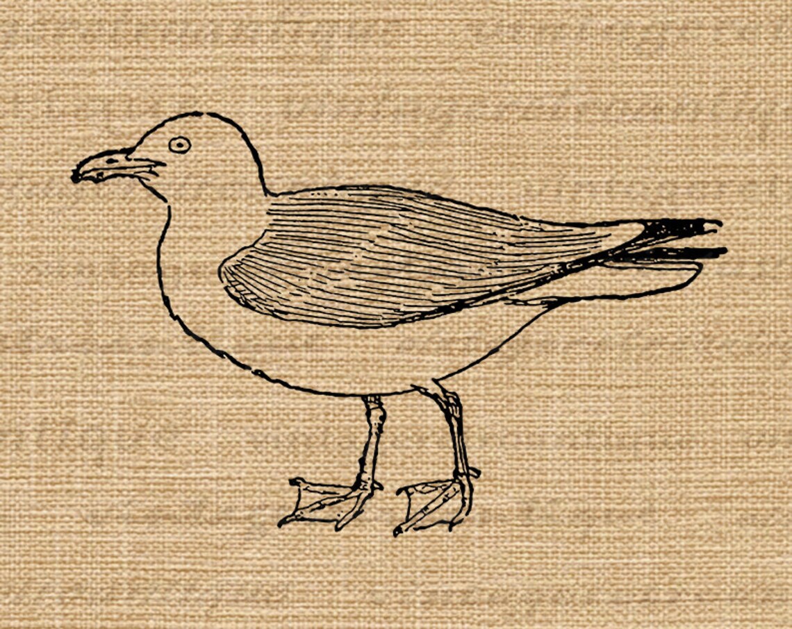 Printable Image Seagull Graphic Bird Illustration Antique | Etsy