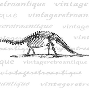 Brontosaurus Dinosaur Skeleton Printable Digital Graphic Image Download Vintage Clip Art for Transfers Prints etc 300dpi No.2728 image 2