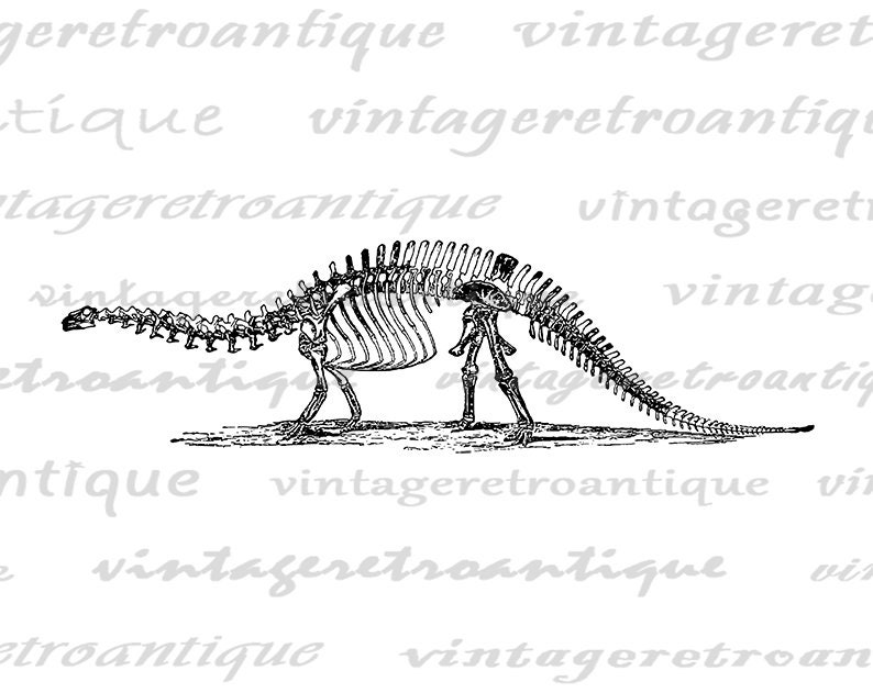 Brontosaurus Dinosaur Skeleton Printable Digital Graphic Image Download Vintage Clip Art for Transfers Prints etc 300dpi No.2728 image 2