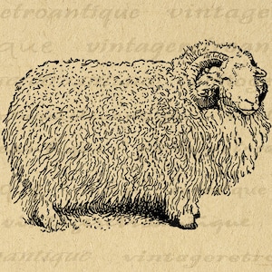 Printable Herdwick Ram Sheep Image Graphic Illustrated Digital Download Vintage Sheep Clip Art for Transfers etc 300dpi No.3427