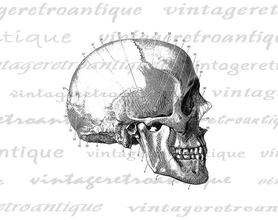 Human Skull 34 View