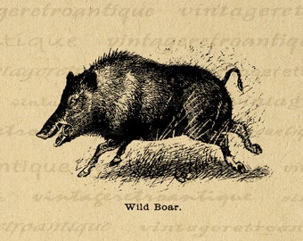 Printable Graphic Wild Boar Download Digital Pig Image Vintage Antique Animal Illustration Clip Art for Transfers etc 300dpi No.698