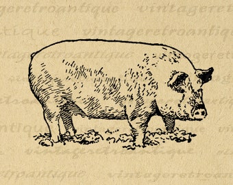 Illustrazione grafica stampabile del maiale digitale Scarica immagine ClipArt illustrata di maiale antico per trasferimenti Stampe ecc. 300 dpi No.3196