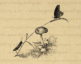 Printable Digital Grasshopper and Butterfly Graphic Antique Illustration Image Download Vintage Clip Art for Transfers 300dpi No.3330