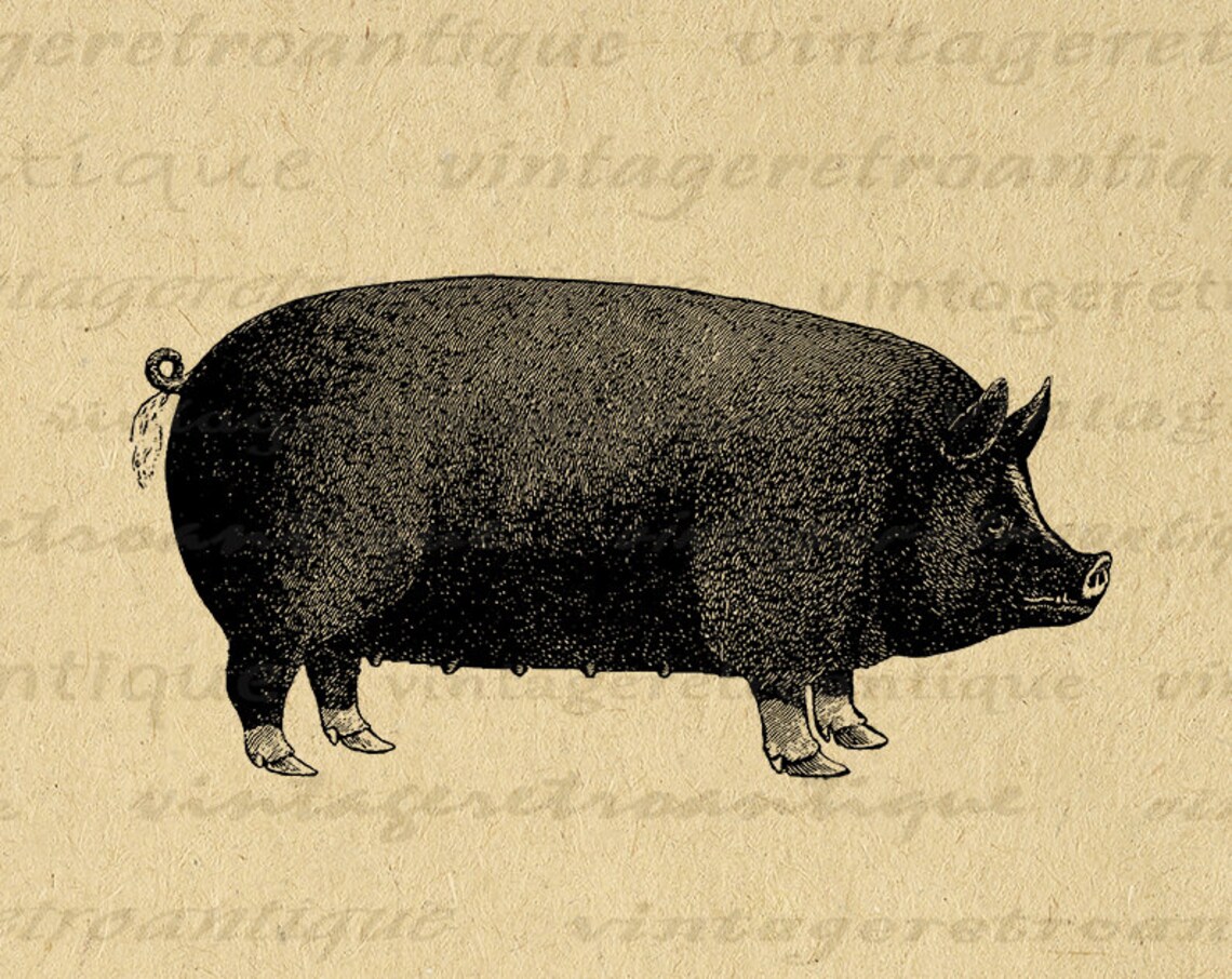 Digital Graphic Big Pig Image Download Printable Vintage Pig