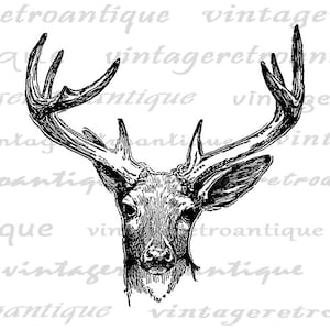 Printable Antique Deer Graphic Instant Download Deer Antlers Image Illustration Digital Vintage Clip Art for Transfers 300dpi No.444 image 2