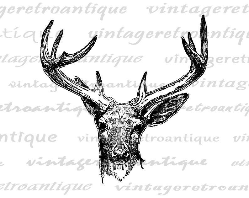 Printable Antique Deer Graphic Instant Download Deer Antlers Image Illustration Digital Vintage Clip Art for Transfers 300dpi No.444 image 2