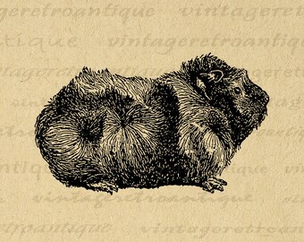 Pet Guinea Pig Graphic Image Digital Illustration Download Printable Animal Vintage Clip Art for Iron on Transfers etc 300dpi No.3144