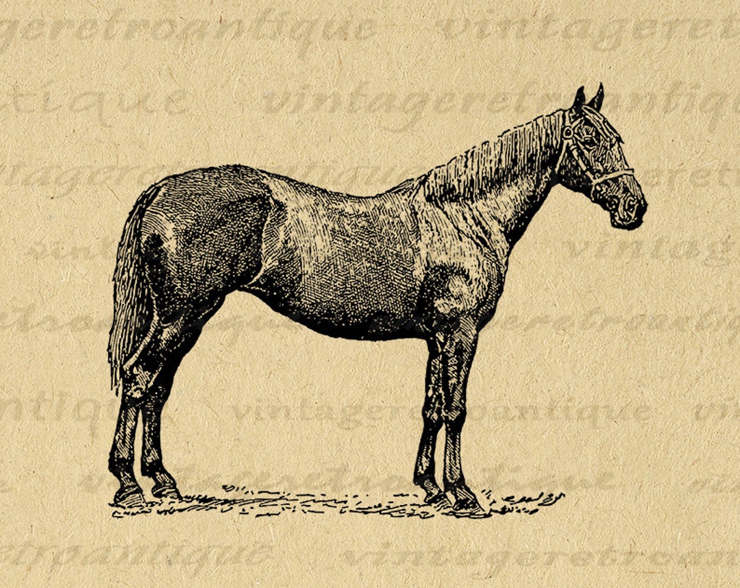 Printable Horse Image Antique Horse Illustration Digital Graphic ...