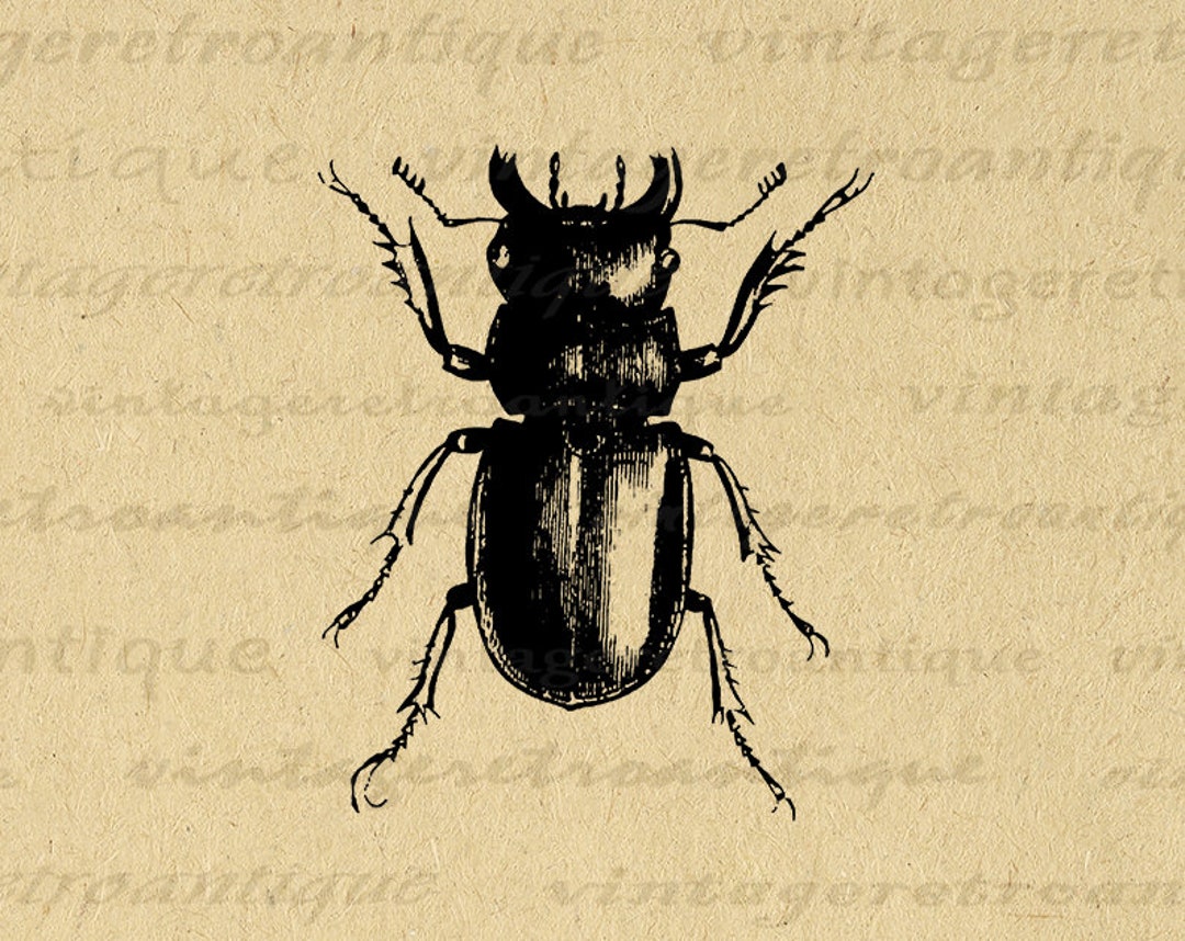 Digital Printable Beetle Insect Graphic Download Bug Illustration Image ...
