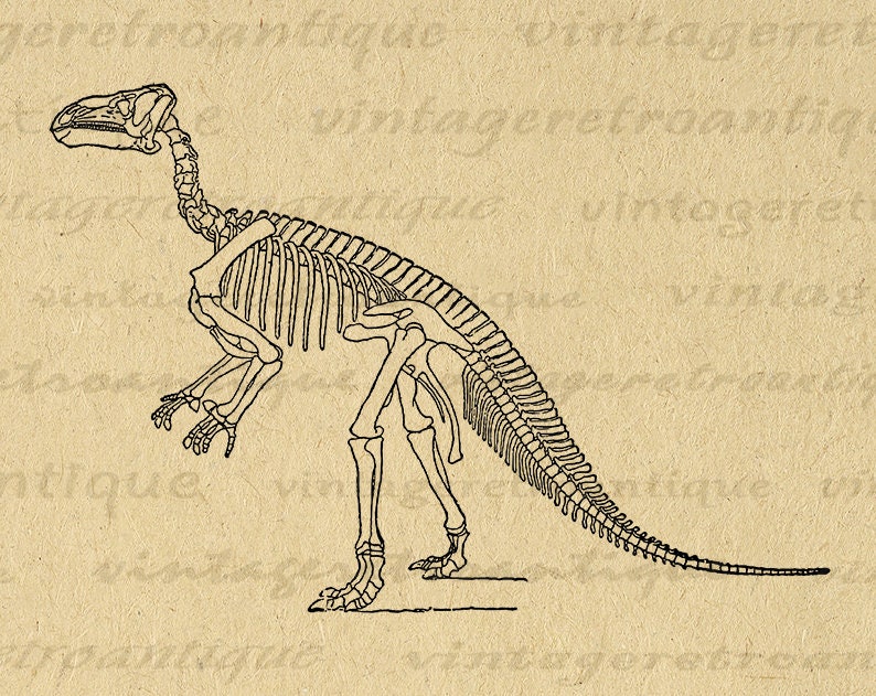 Printable Graphic Dinosaur Skeleton Download Image Digital Illustration ...