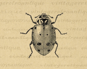 Druckbare Grafische Illustration Marienkäfer Digitales Bild Download Vintage Insekt Käfer Clip Art für Transfers etc 300dpi No.3793