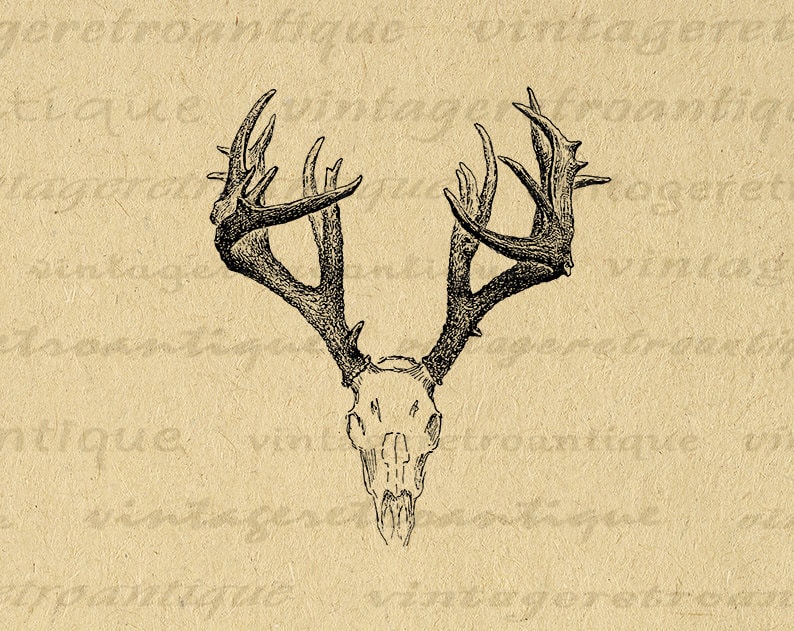Printable Digital Deer Skull Graphic Antlers Illustration Download Image Vintage Antlers Clip Art for Transfers etc 300dpi No.1248 image 1