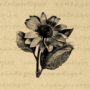 Flower Printable Graphic Download Antique Flower Illustration Floral Theme Digital Image Vintage Clip Art Jpg Png Print 300dpi No.265