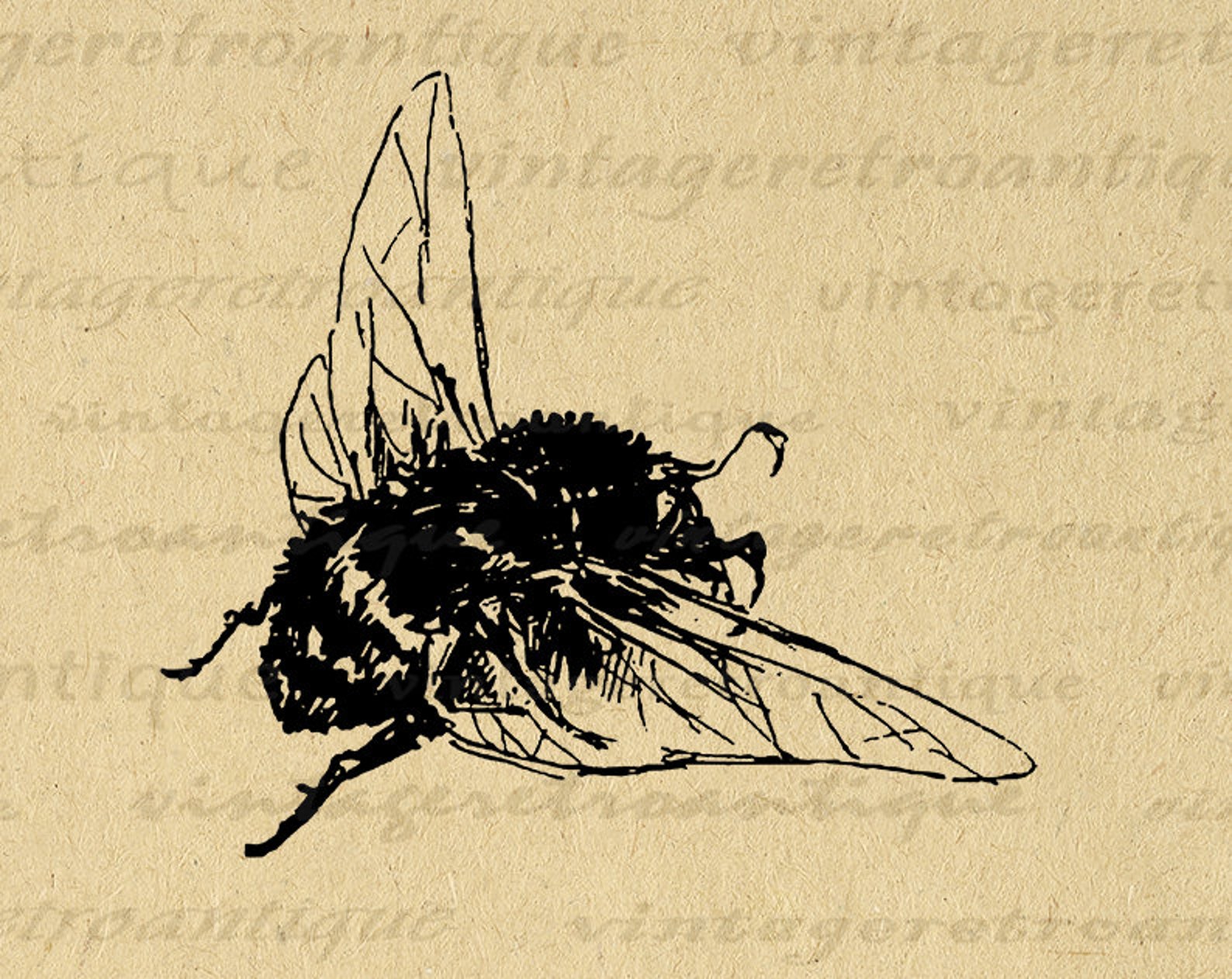 Bumblebee Printable Image Graphic Antique Bee Download - Etsy