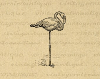 Imagen de flamenco digital, gráfico imprimible, obra de arte de pájaro, descarga de clip art de pájaro antiguo para transferencias de planchado, impresión, etc., 300 ppp, n.° 844