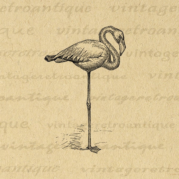 Digital Flamingo Image Graphic Printable Bird Artwork Download Antique Bird Clip Art for Iron on Transfers Printing etc 300dpi No.844