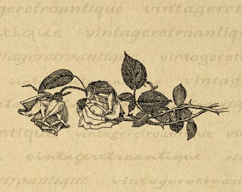 Rose Flowers Image Printable Download Roses Graphic Flower Digital Vintage Clip Art for Transfers Making Prints etc 300dpi No.2924