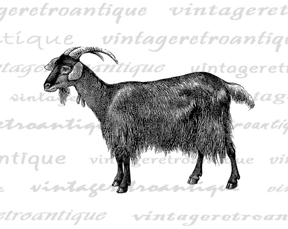 Printable Antique Goat Illustration Farm Animal Art Goat | Etsy
