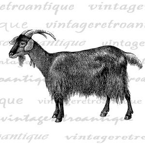 Printable Antique Goat Illustration Farm Animal Art Goat Digital Image ...