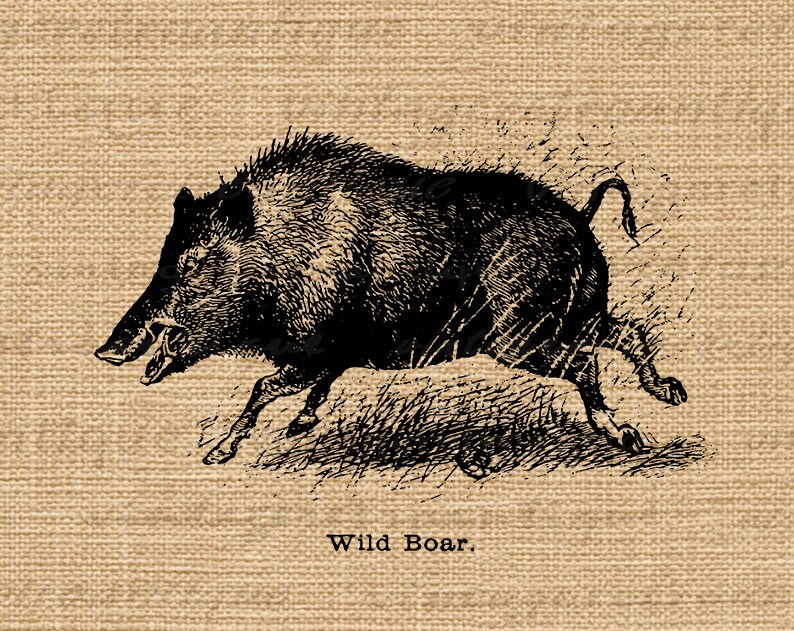 Printable Graphic Wild Boar Download Digital Pig Image Vintage Antique Printable Graphic Wild Boar Download Digital Pig Image Vintage Antique
