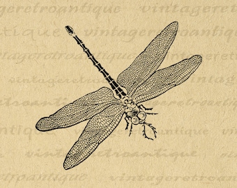 Digital Graphic Antique Dragonfly Printable Image Download Vintage Dragonfly Artwork Clip Art for Transfers Printing etc 300dpi No.618