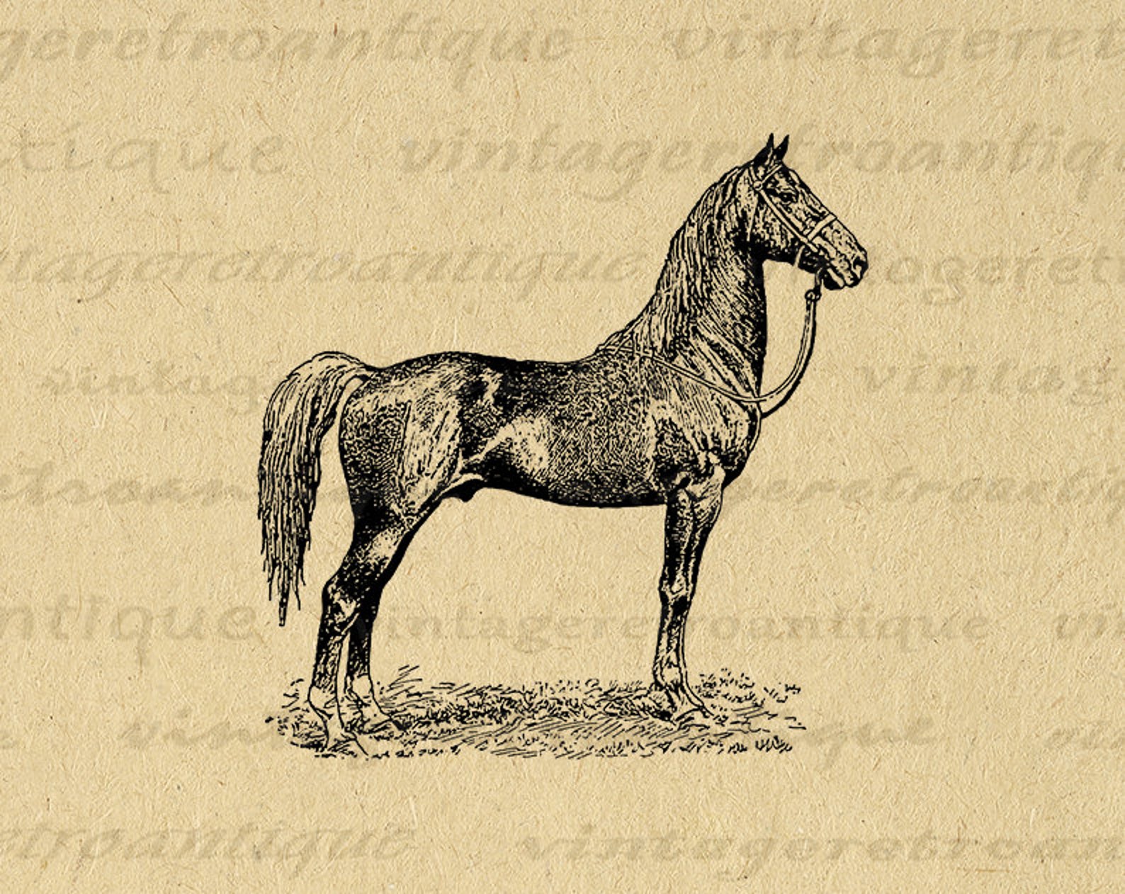 Antique Horse Graphic Digital Printable Farm Animal Image Download ...