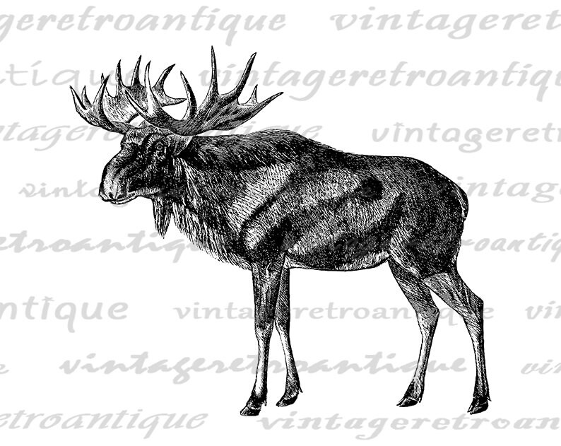 Printable Elk Digital Image Graphic Old Fashioned Illustration Antique Deer Clip Art for Transfers Making Prints etc 300dpi No.2184 image 2