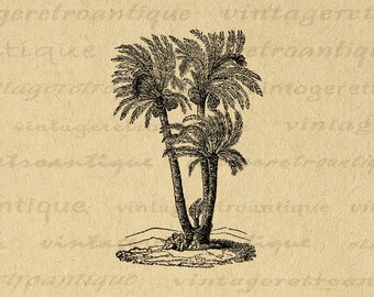 Printable Image Palm Tree Graphic Digital Download Artwork Vintage Illustrated Clip Art for Transfers Making Prints etc 300dpi No.3622