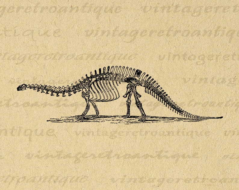 Brontosaurus Dinosaur Skeleton Printable Digital Graphic Image Download Vintage Clip Art for Transfers Prints etc 300dpi No.2728 image 1