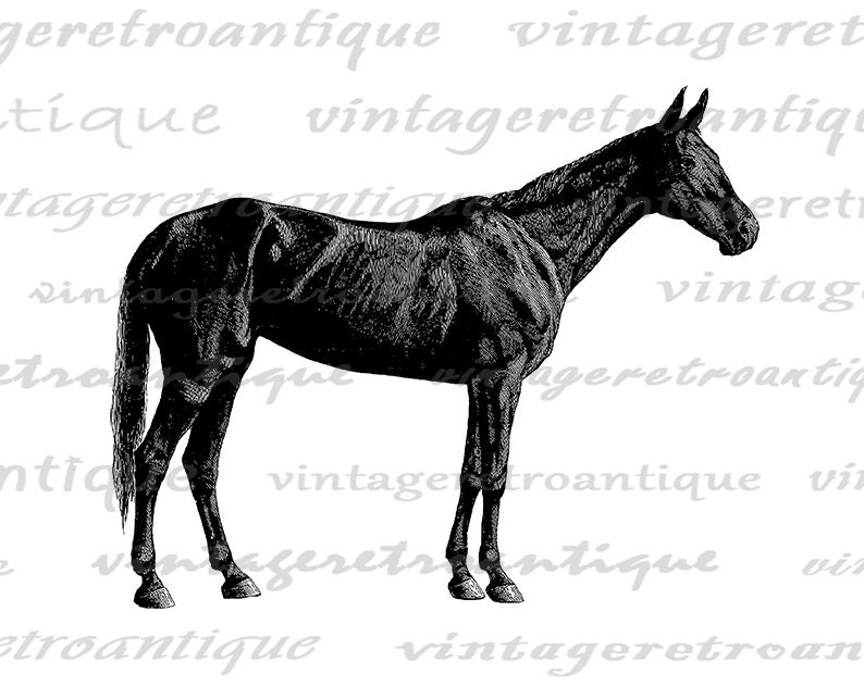Printable Digital Antique Horse Graphic Illustration Image Etsy