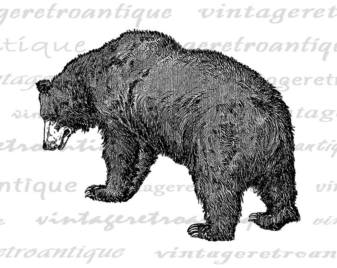Printable Grizzly Bear Image Download Bear Graphic Digital | Etsy