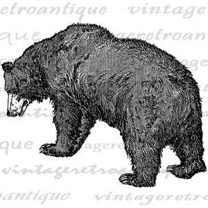 Printable Grizzly Bear Image Download Bear Graphic Digital Illustration Vintage Clip Art for ...