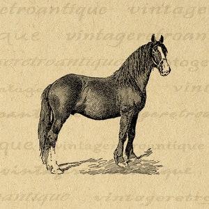 Printable Digital Shire Colt Horse Graphic Animal Image Download Antique Horse Illustration Clip Art for Transfers etc 300dpi No.3531