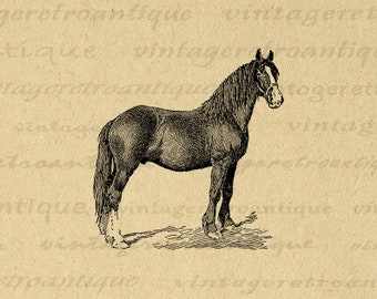 Printable Digital Shire Colt Horse Graphic Animal Image Download Antique Horse Illustration Clip Art for Transfers etc 300dpi No.3531