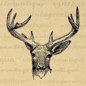 Printable Antique Deer Graphic Instant Download Deer Antlers Image Illustration Digital Vintage Clip Art for Transfers 300dpi No.444 image 1