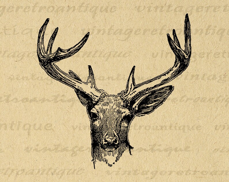 Printable Antique Deer Graphic Instant Download Deer Antlers Image Illustration Digital Vintage Clip Art for Transfers 300dpi No.444 image 1