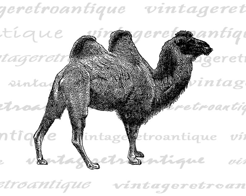 Digital Printable Camel Image Download Camel Illustration - Etsy