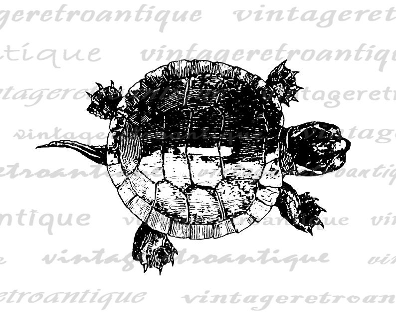 Printable Tortoise Turtle Graphic Download Illustration Digital Image Vintage Clip Art for Iron on Transfers etc 300dpi No.3097 image 2